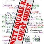 Punnet Square Ratios MCAT Study Guide Cheat Sheet