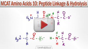 Amino Acid Peptide Linkage and Hydrolysis Reactions MCAT by Leah Fisch.png