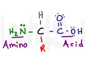 amino acid structure amine carboxyl hydrogen r group