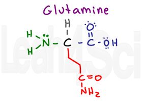 glutamine structure