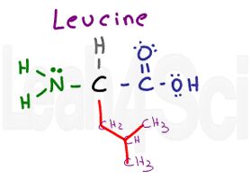 leucine structure