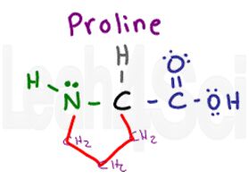 proline structure