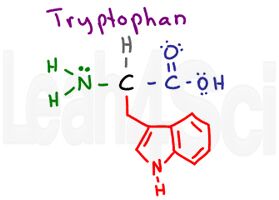 tryptophan structure
