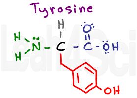 tyrosine structure