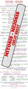 Mitosis and Meiosis MCAT study guide cheat sheet preview
