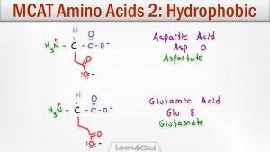 Hydrophobic Amino Acids Polar Neutral Side Chains Tutorial Video