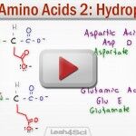 Hydrophobic Amino Acids Polar Neutral Side Chains Tutorial Video Leah Fisch