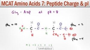 Peptide charge and isoelectric point pi calculation leah4sci