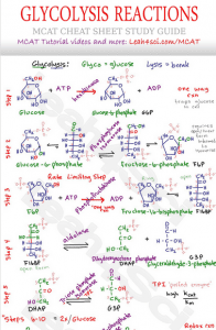 Glycolysis Cheat Sheet in Active Writing MCAT tutorial