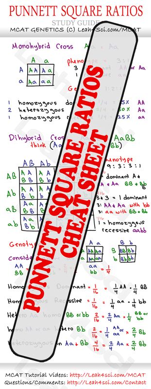 Punnet Square Ratios MCAT Study Guide Cheat Sheet