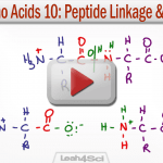 Amino Acid Peptide Linkage and Hydrolysis Reactions MCAT by Leah Fisch.png