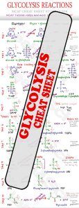 Glycolysis-Reaction-Steps-MCAT-Cheat-Sheet-Study-Guide