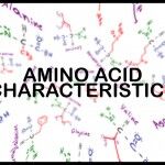 amino acid side chain characteristics by leah fisch