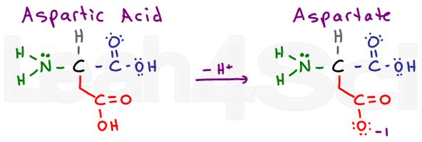 aspartic acid aspartate amino acid structure