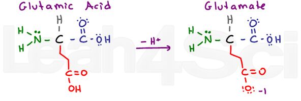 glutamic acid glutamate amino acid structure