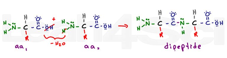 polypeptide bond dehydration synthesis reaction