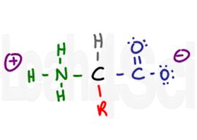 zwitterion amino acid structure