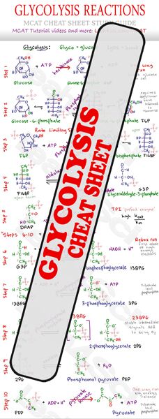 Glycolysis Reaction Steps MCAT Cheat Sheet Study Guide Preview