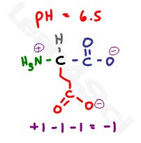 glutamate deprotonated negative form