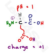 glutamic acid protonated at low ph