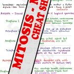 Mitosis and Meiosis MCAT study guide cheat sheet preview