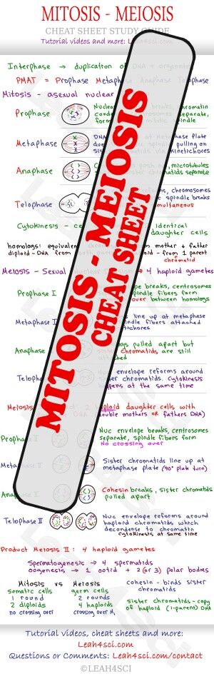 Mitosis and Meiosis MCAT study guide cheat sheet preview