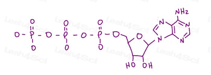 Resonance Quiz ATP