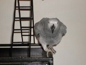 Captain my Congo African Gray Parrot