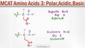 Polar Acidic and Basic Amino Acids tutorial video