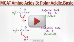 Polar Acidic and Basic Amino Acids tutorial video by Leah Fisch